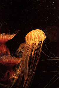 日本海织鱼水母海蜇水族馆触手芡实盐水海洋背景图片