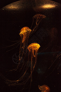 日本海织鱼水母海洋盐水芡实触手水族馆海蜇背景图片