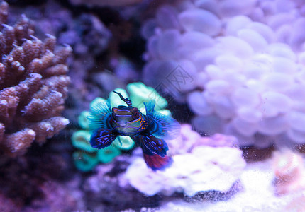 普通话拖网盐水珊瑚天罗地彩虹热带鱼海鱼珊瑚礁泡泡背景图片