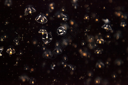 小型雨伞水母 叫做水族馆盐水海蜇海洋芡实触手背景图片