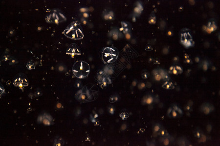 小型雨伞水母 叫做海蜇芡实水族馆盐水海洋触手背景图片