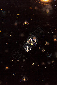 小型雨伞水母 叫做水族馆盐水海洋芡实海蜇触手背景图片