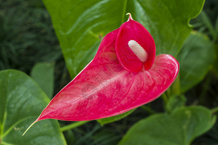 隔绝绿色植物红色花园树叶叶子背景图片