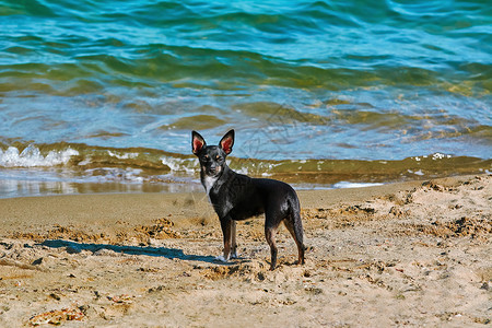 海滩上的小狗小狗背景图片