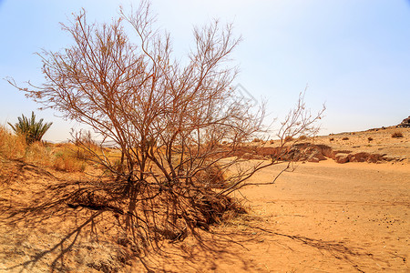 山地灌木素材美丽的摩洛哥山地景观 前方有干灌木林蓝天阳光旅游沙丘冒险土地橙子干旱植物灌木背景