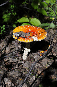 森林里美丽的斑点红蘑菇很高兴植物地球危险白色日光地面红色菌类橙子绿色背景图片