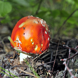 森林里美丽的斑点红蘑菇很高兴地面橙子日光季节红色白色叶子地球危险菌类背景图片