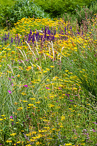 野花田园花园 夏季春春春多彩植物 在户外开花的花朵背景图片