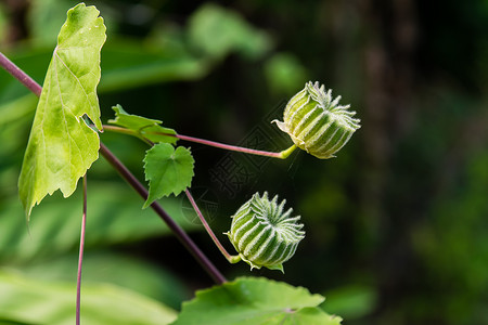 苘麻绿色的锦葵科高清图片