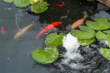 荷花鲤鱼素材科伊鱼在池塘游泳观赏鱼鲤鱼河道公园区设计花园石材自来水瀑布鱼池背景