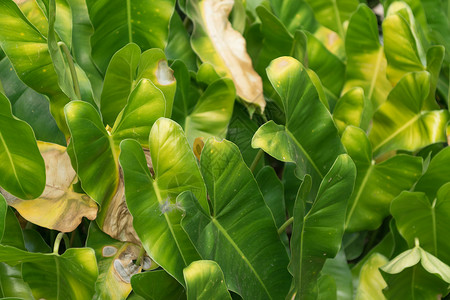 绿叶纹理背景绿色叶子木头植物背景图片