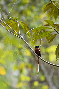 捕蝇器马达加斯加天堂苍蝇捕猎者野生动物蓝色动物群回旋曲天堂公园国家环境橙子动物背景