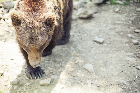 喀尔巴阡熊野大雄棕熊山脉针叶动物环境捕食者沼泽苔藓男性水坑危险背景