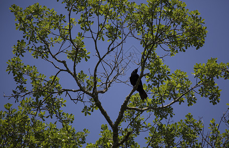 啄木鸟乌鸦乌鸦羽毛腐肉动物群多样性观鸟飞行账单眼睛鸟类啄木鸟背景
