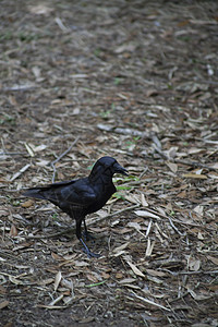 啄木鸟乌鸦乌鸦动物群公园生物学鸟类森林眼睛啄木鸟观鸟飞行大道背景