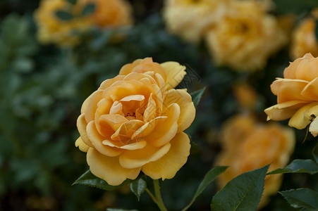 艾玛阿姨艾玛伦蒂亚植物园     玫瑰花白色红色花瓣黄色枝条橙子植物叶子背景