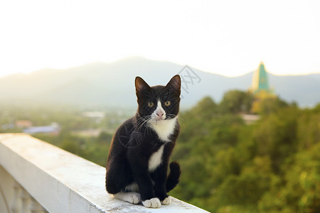 阳台的猫可爱的黑白猫 坐在阳台上对抗美人毛皮全身白色动物耳朵黑色孤独哺乳动物眼睛手表背景