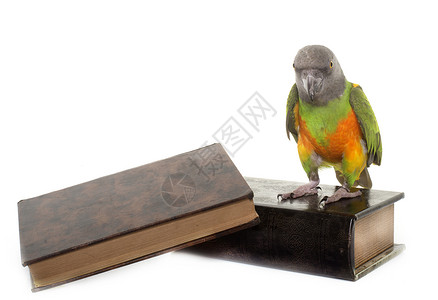 书中小鸟演播室的塞内加尔鹦鹉宠物绿色羽毛阅读动物工作室背景