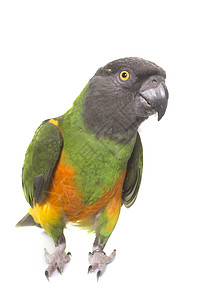 演播室的塞内加尔鹦鹉动物工作室绿色宠物羽毛背景图片