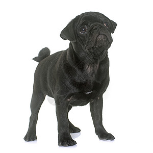 小狗黑瓜黑色宠物工作室动物背景图片