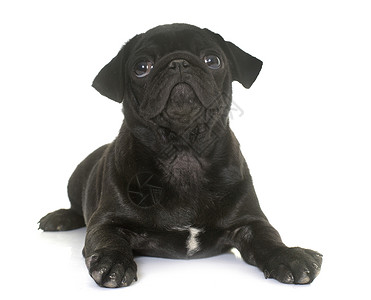 小狗黑瓜黑色宠物动物工作室背景图片