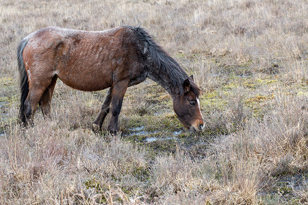 棕灰老黑的野马在Pa保留地吃干草背景图片