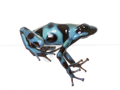 蓝色箭毒蛙甲草胺绿色两栖蓝色动物工作室黑色毒蛙青蛙宏观背景