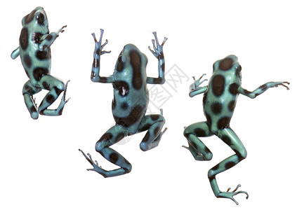 蓝色青蛙甲草胺团体绿色黑色宏观毒蛙两栖蓝色动物工作室青蛙背景