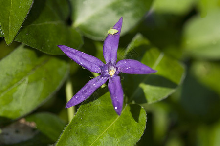 紫蓝星花星星紫色花朵蓝色绿色背景图片
