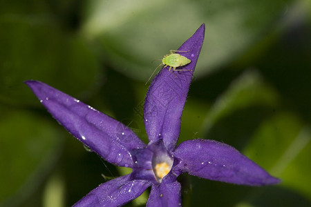 紫蓝星花星星甲虫花朵蓝色绿色紫色背景图片