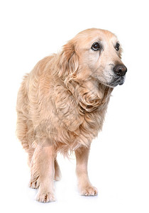 旧金色检索器工作室成人宠物女性动物猎犬背景图片