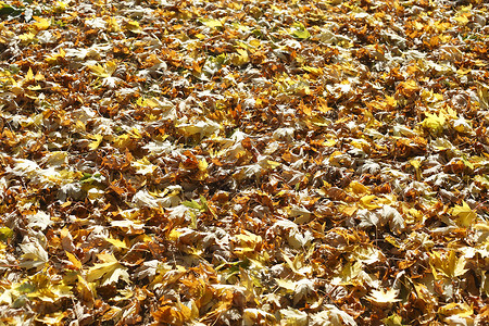 彩色秋假枫叶叶子床单草地变色染料红色树叶黄色背景图片