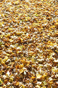 彩色秋假草地染料树叶黄色枫叶床单叶子变色红色背景图片