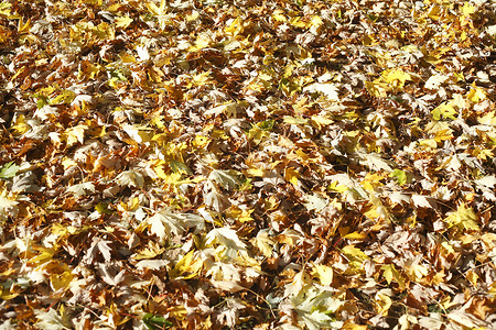 彩色秋假叶子树叶枫叶变色染料床单黄色草地红色背景图片