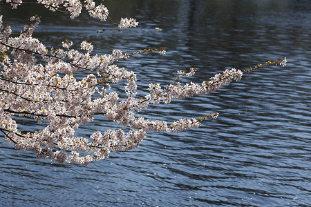 开花樱桃树樱花树花水域池塘分支机构樱桃花树木植物公园一棵树背景