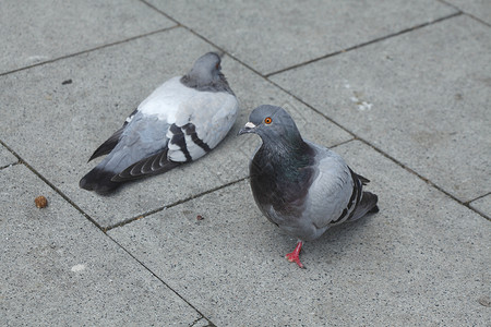 街上的鸽子鸟类石头背景图片