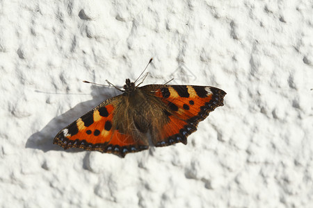 墙与蝴蝶白墙上的蝴蝶白色联盟房子昆虫橙子背景