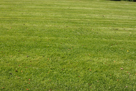 草地小径杂草联盟公园轨道草坪割草机高清图片