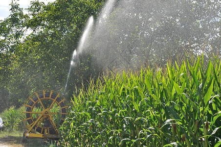 玉米采摘器田间喷水器安装装置季节灌溉农业栽培绿色玉米地软管谷物玉米场地背景