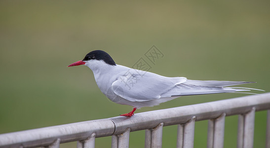 北极燕鸥北极账单荒野天堂文章羽毛燕鸥胸鳍鸟类翅膀动物背景