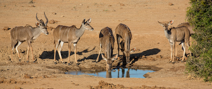 Impala 蚂蚁座在一个水洞点喝的口渴背景图片