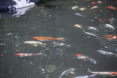 科伊纳科伊锦鲤公园鲤鱼后院异国财富野生动物爱好热带渔业背景