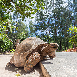 大老亚达伯拉巨龟 在塞舌尔拉迪格岛高清图片
