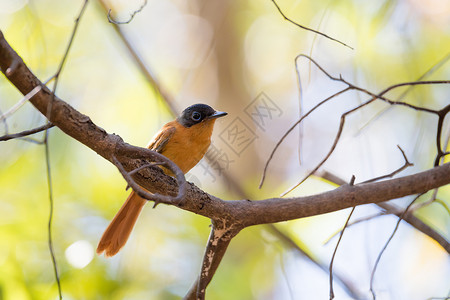 马达加斯加鸟类天堂苍蝇捕鸟者橙子天堂国家观鸟荒野回旋曲环境动物群蓝色公园背景