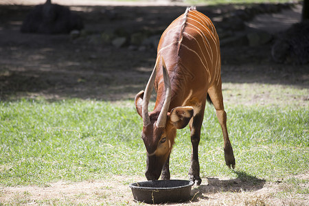 乍得邦戈偶数外套食草牛科热带野生动物动物鹿角哺乳动物牛角背景