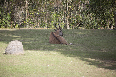 乌干达羚羊旅行高清图片