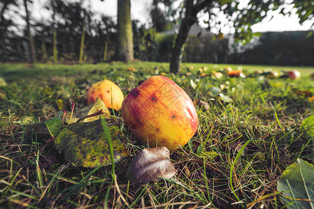 花园中秋色的苹果地面维生素季节农场阳光收成团体营养树叶地球背景图片