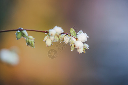 雪莓娘寒冷的冬天清晨 雪莓在树枝上植物学灌木水果植被宏观杨梅季节花园浆果环境背景