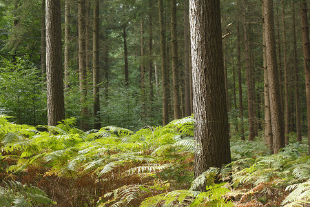 木林中的树木和Ferns 德国 欧洲蕨类绿色木头森林植物阔叶叶子背景图片