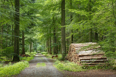 木材中的日志分数森林阔叶小路途径树木木头背景图片